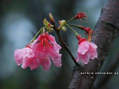 -天适樱花悠乐园