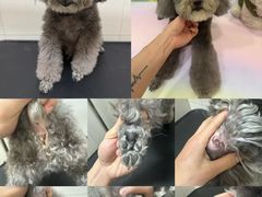 -悠尼宠物·独立低压伊珊娜洗护·美容·寄养(兰谷路店)