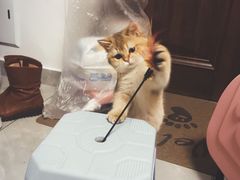 -东方名猫馆·英短金渐层布偶猫舍(环线广场1号楼店)