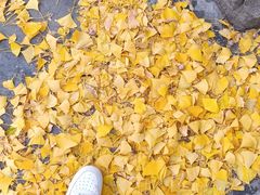 -泰山风景名胜区-普照寺