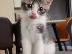 -瑞鹏宠物医院犬猫全科(真大分院)