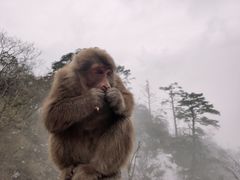 -峨眉山风景名胜区