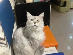 -平行世界·猫咖(首经贸店)