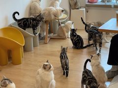 -有喵·猫咖·狗咖·30几只猫10只小狗(岗厦店)