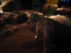 -清迈夜间动物园