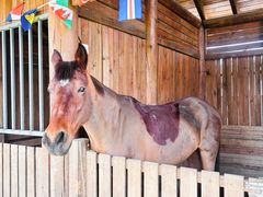 -田园东方蜜桃村的田野营地