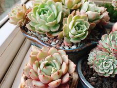 -龙大花卉苗木市场