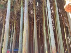 -武陵山森林公园