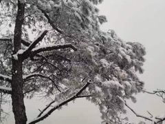 -缙云山景区
