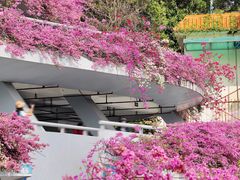 -深圳仙湖植物园