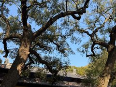 -普陀山风景名胜区-法雨禅寺