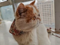 -共舞时光猫咖·狗咖(新街口店)