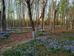 -苏家坨柳林村二月兰花海