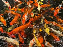 -龙悦湾酒家·八阵鱼生·渔人码头店