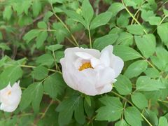 -洛阳郁金香牡丹园