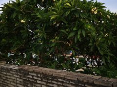 -肇庆古城墙