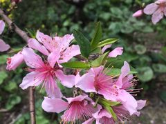 -金鸡湖桃花岛