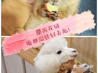 魔都溜娃好去处藦茜花园宠物主题亲子互动体验馆