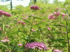 -白塘生态植物园