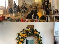 景观位-Husky Go! 哈士奇体验馆·宠物咖啡厅狗咖