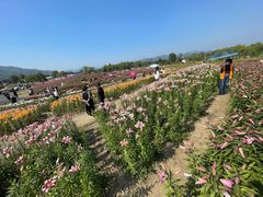 -径山花海