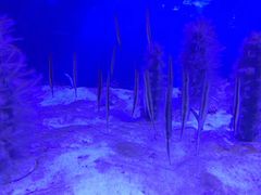 -芜湖新华联大白鲸海洋公园