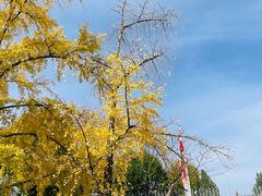-三里屯东五街银杏大道