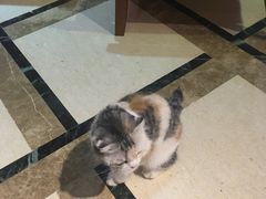 -猫色咖啡·猫咖