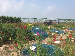 -上海崇明金茂凯悦酒店