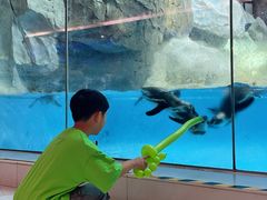 -帝企鹅自助餐厅•儿童岛•真企鹅(长隆企鹅酒店)