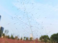 -映月湖中央公园