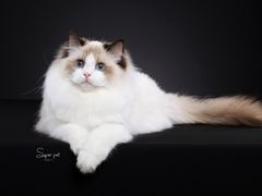 -超宠爱宠物摄影-Super pet