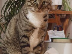 -艾贝尔宠物医院 ·内科全科(梁溪路店)