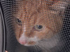 -汪喵宠物医院·骨科心脏影像·犬猫急重症ICU诊疗中心(成华分院)