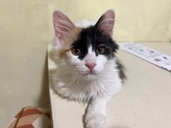 -纳吉亚猫专科动物医院博雅分院
