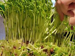 -海底捞火锅(八佰伴店)