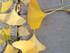 -三里屯东五街银杏大道