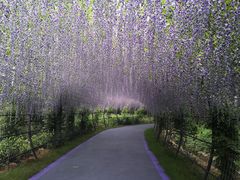 -大塘金香草谷