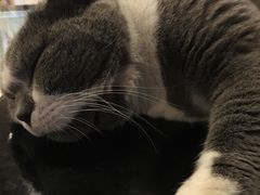 -猫小院猫主题咖啡厅(北锣店)