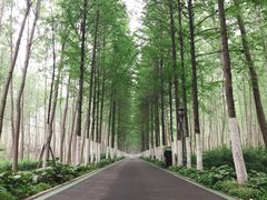 -合肥滨湖国家森林公园