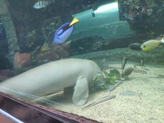 -悉尼海洋生物水族馆
