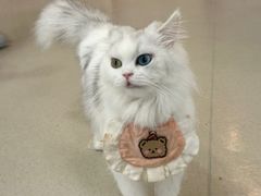 -共舞时光猫咖·狗咖(新街口店)