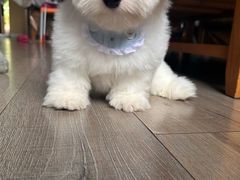 -momokira米努特·德文卷毛猫·棉花面纱犬