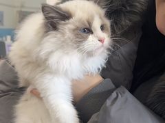 -瑞派福兴宠物医院犬猫全科·骨科·中西医结合(河东店)