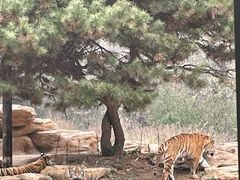 -北京野生动物园