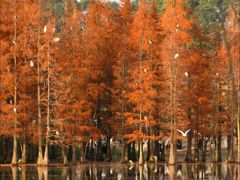 -白鹭湾湿地公园