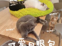 -有喵·猫咖·狗咖·30几只猫10只小狗(岗厦店)