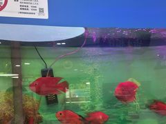 -雅悦齿科(顾村公园店)
