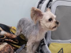 -宠福鑫康馨动物医院·骨科·眼科