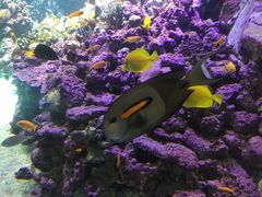 -迪拜水族馆及水下动物园